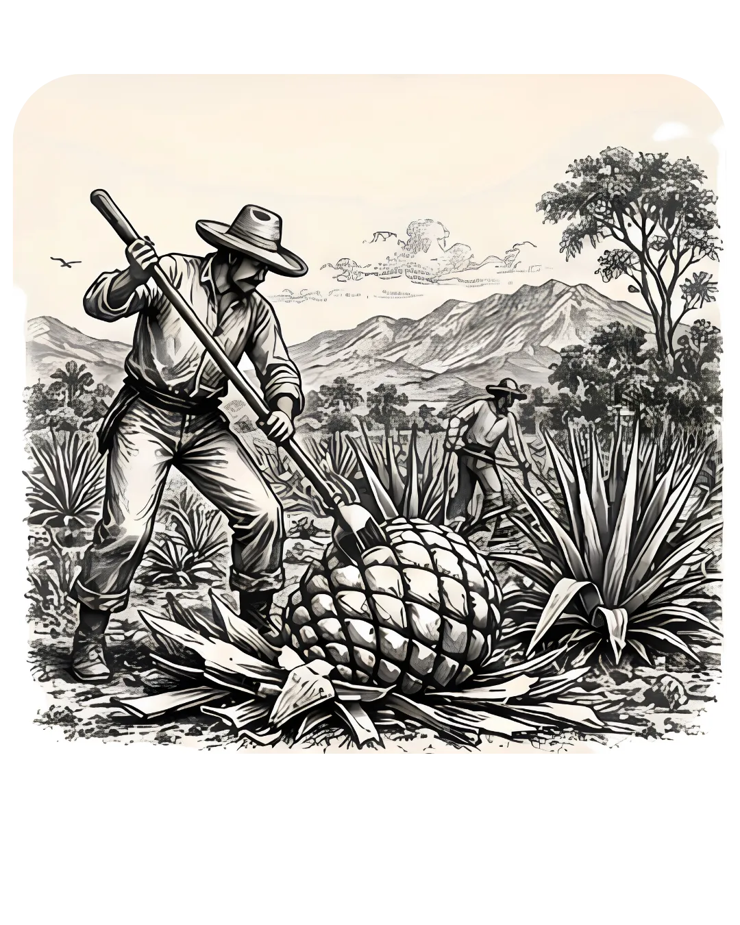 Jima y preparación