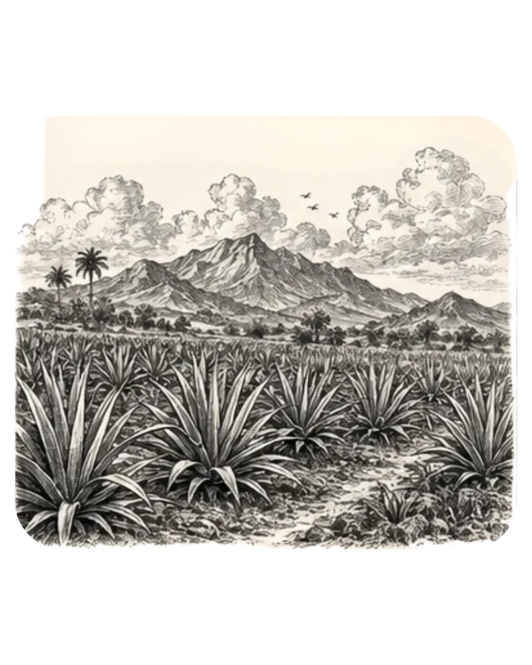 Selección del maguey